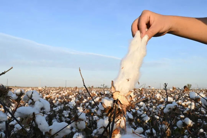 ▲桃蕾棉是，纤维长度达到33mm以上，比一般长绒棉要优越。它的柔软度、光泽度、亲肤度、透气性、弹力都不是普通棉花可以相较的。