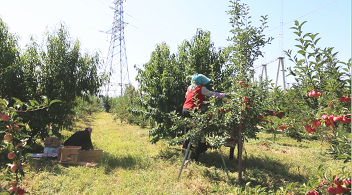 果农们正忙着采摘红苹果。央广网发
