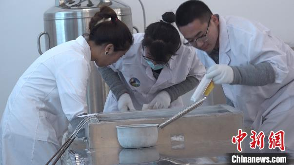 图为内蒙古一家科技企业内，工作人员正在对提取的种公牛冻精进行处理。　马知远 摄