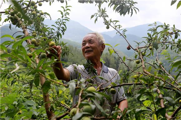 　　村民采摘脆红李。通讯员 刘良玉 摄