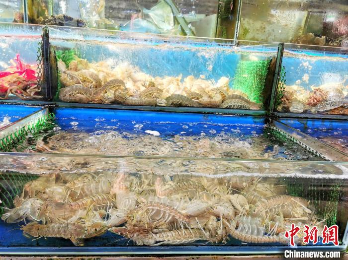 个头大的”长颈“濑尿虾在台山非常畅销 李晓春 摄