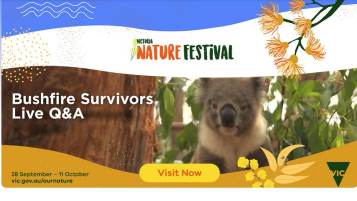 考拉伤员在线答疑专场 PhillipIslandNatureParks&nbsp;图