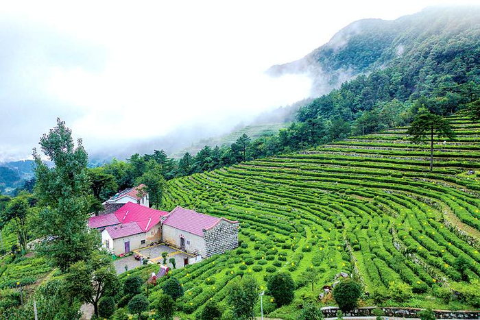 岳西县包家乡石佛村有机茶园风光。通讯员程小龙摄