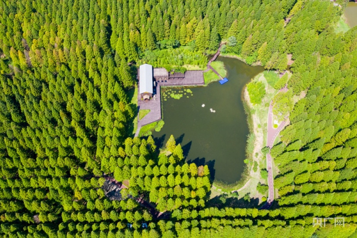 森林驿站航拍，绿树成荫（央广网发 黄海森林公园供图）