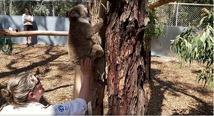 复健中的考拉，需要工作人员推一把