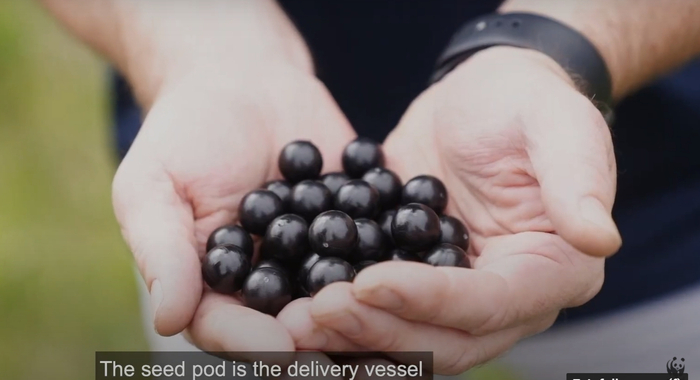 树种被放入胶囊中播种。澳大利亚世界自然基金会WWFAustralia图