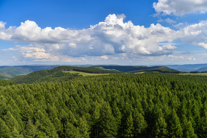 天鹅林场出现尸体！网传四川德阳八角山天鹅林场两男一女相约服毒
