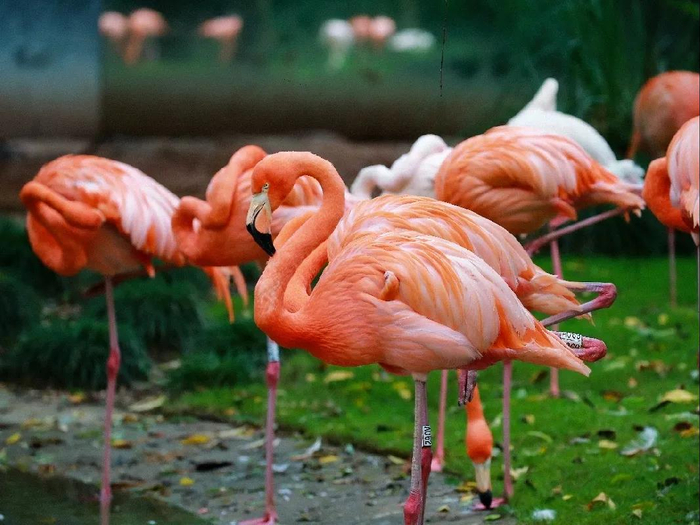 美洲红鹳&nbsp; 本文图片均为上海动物园供图