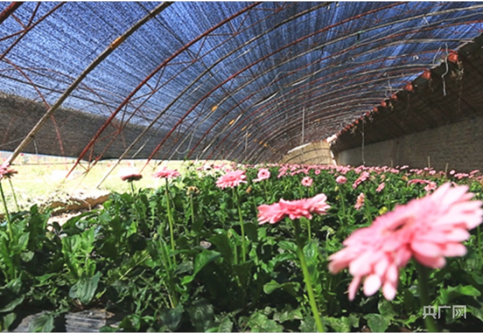 尼勒克马场鲜切花基地。央广网发