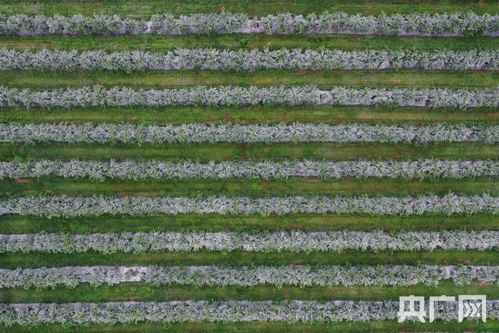 贡柑树都撒上了药粉防止虫害。（央广网记者 官文清摄）