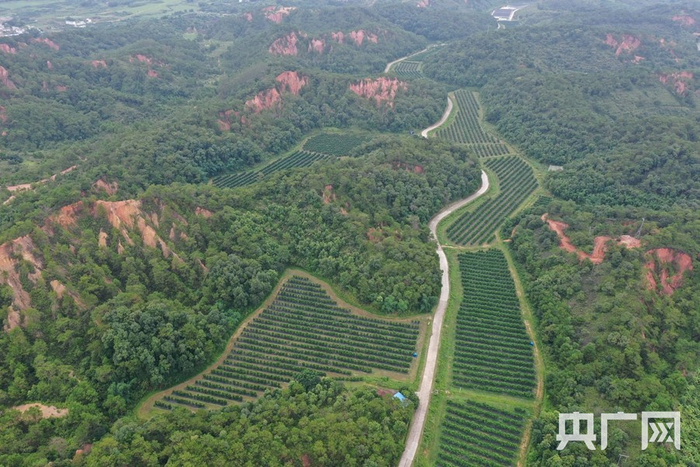 远眺贡柑现代产业农业园。（央广网记者 官文清摄）