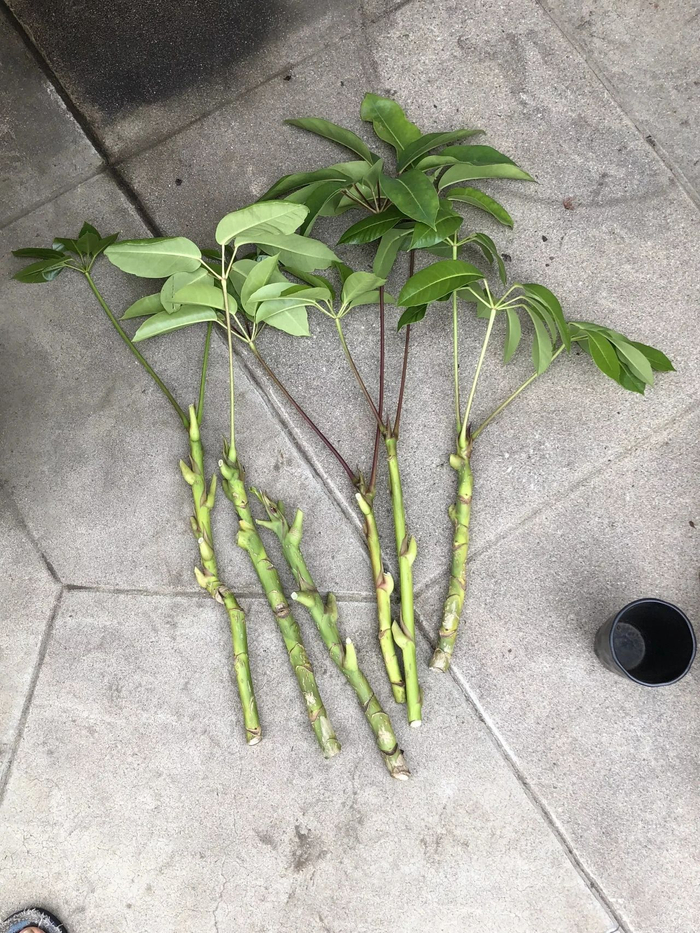入秋后用水培的方法扦插繁殖盆栽植物，可快速生根发芽|枝条|植物|水培