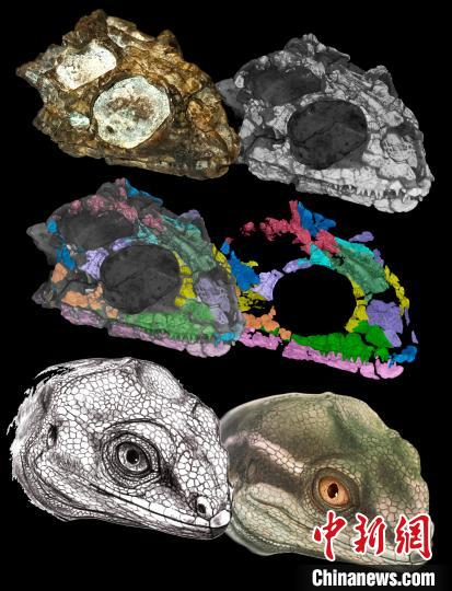 　　化石复原过程（图片来自Jorge Blanco，Gabriela Sobral及里卡多·马丁内斯）。　施普林格·自然 供图