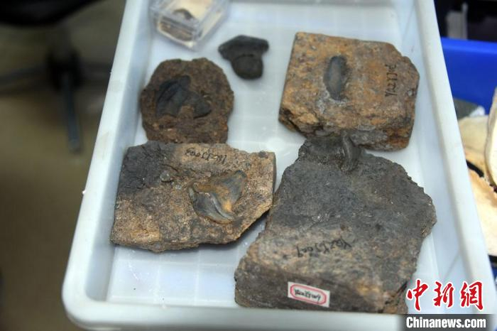 2.9亿年前山西阳泉瓣齿鲨化石。　中新社记者 孙自法 摄