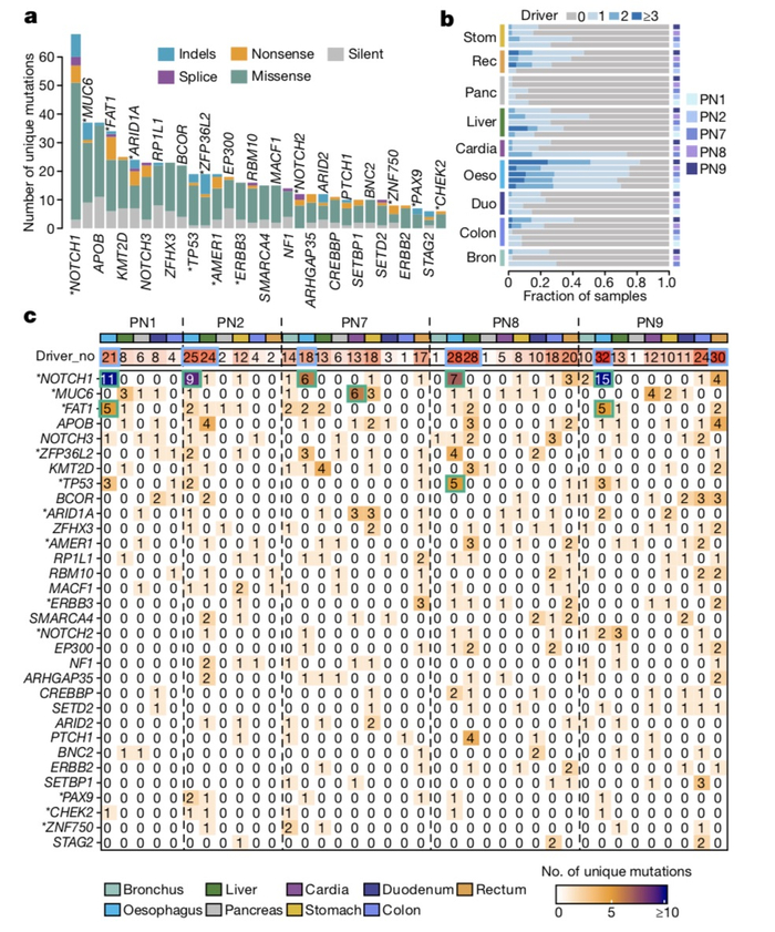 驱动基因突变在各种正常组织中的积累情况。