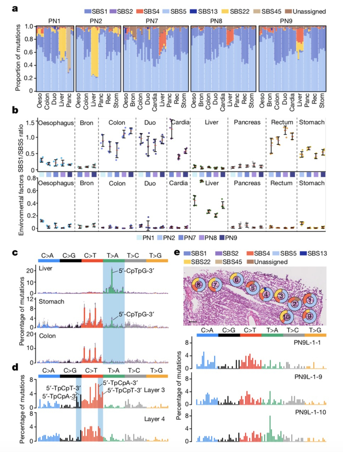 正常组织体细胞突变特征解析。