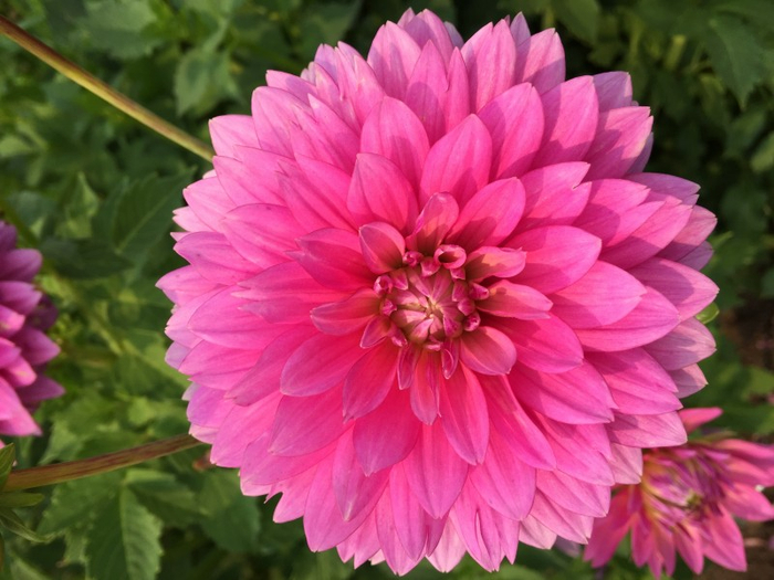 9月月老送姻缘桃花朵朵开的四大生肖注定顺利找到真爱