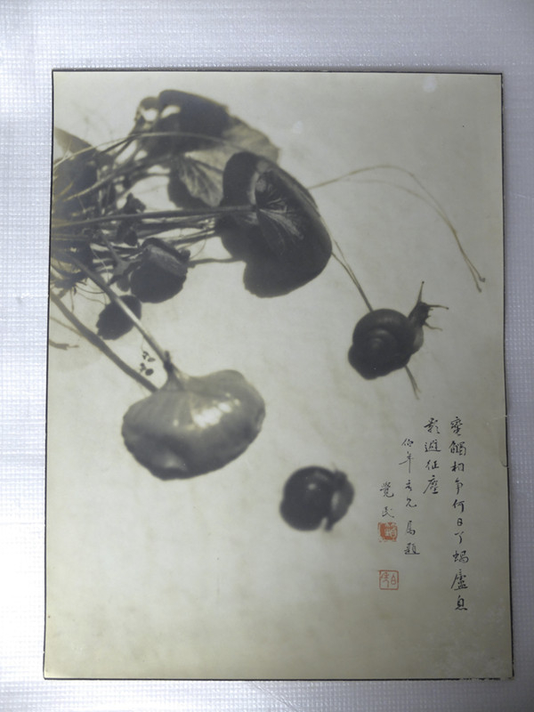 骆伯年蜗牛银盐纸基1930年代（骆伯年艺术基金会授权）