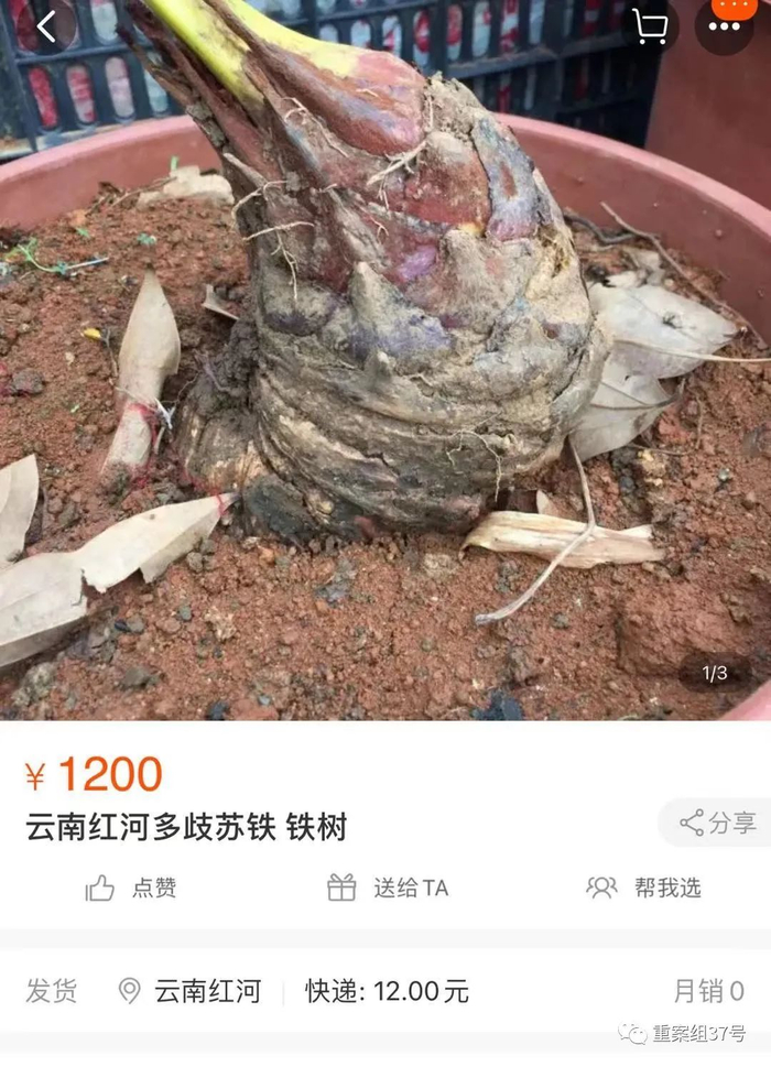 ▲多歧苏铁在电商平台上的售卖信息。网页截图