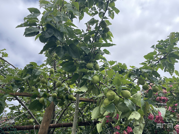 村民家里种植的果树（总台记者 李旭 摄）