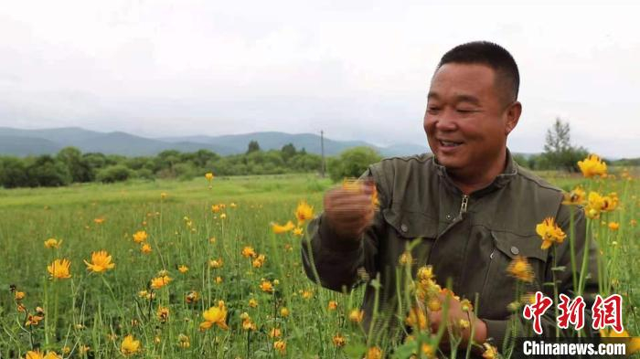 图为高立文采摘金莲花。　陈晓琳 摄