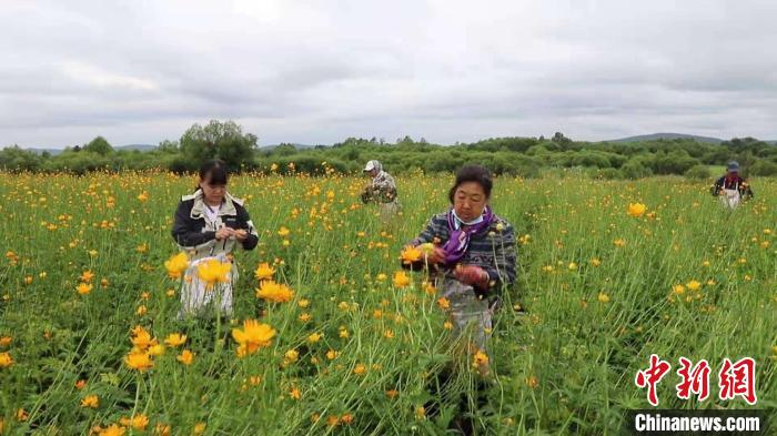 图为采花工现场采金莲花。　陈晓琳 摄