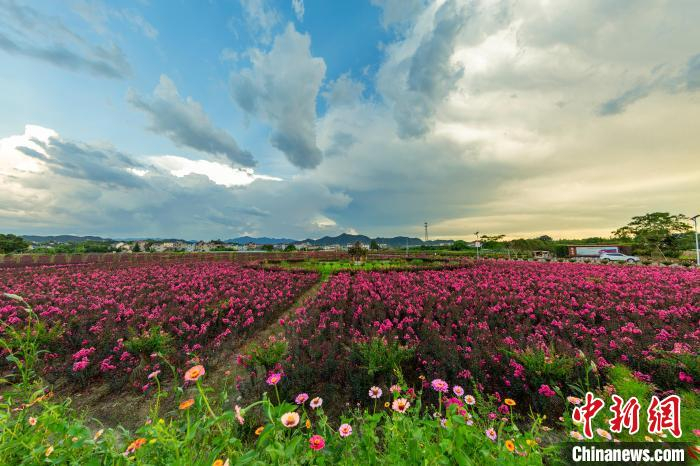 常山紫薇花海。　陈勤幸 摄