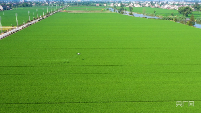 高标准农田（央广网发 黄枫楠摄）