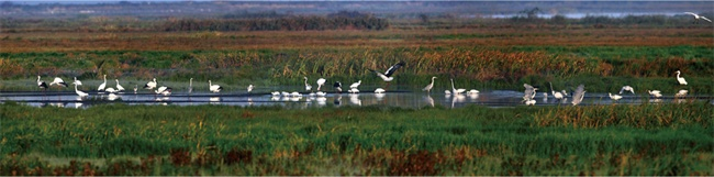 天然遗迹千鸟湖湿地。