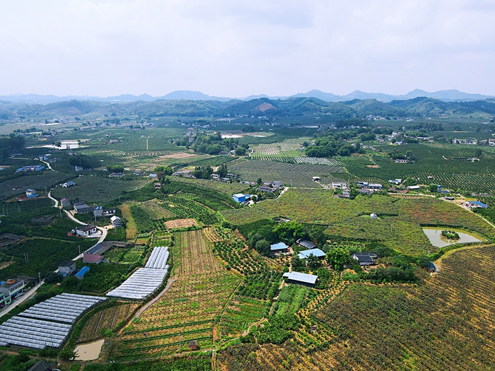 悦园村猕猴桃产业。彭山区委宣传部供图