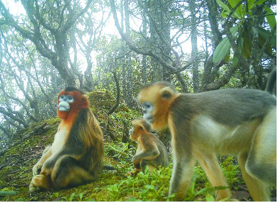 　　在大熊猫国家公园成都片区发现的川金丝猴群 图片由大熊猫国家公园彭州管护总站提供