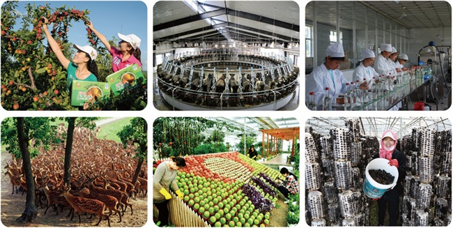 北大荒绿色农副产品。