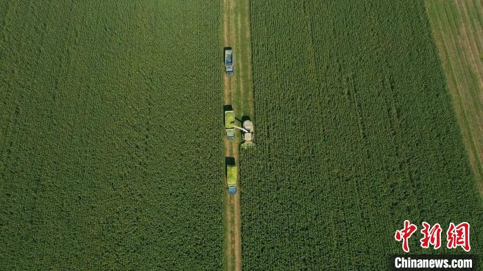 图为自走式青储饲料收割机在田间作业。　田征 摄