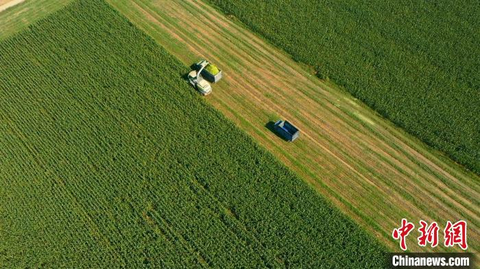 图为自走式青储饲料收割机在田间作业。　田征 摄