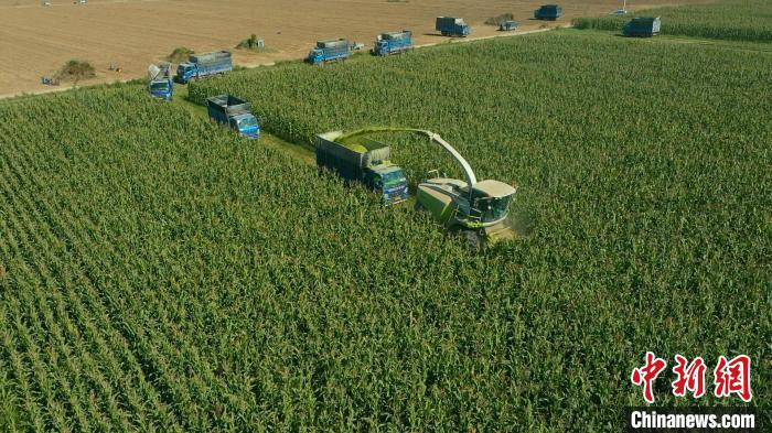 图为自走式青储饲料收割机在田间作业。　田征 摄