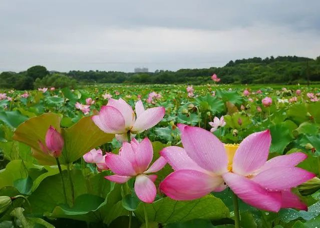 薰衣草花田,娇艳格桑花,云霞落日.都在昆明这个湿地公园!