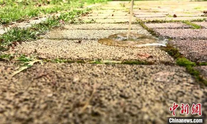 资料图：道路会“喝水”是海绵城市的特点之一。　郑子颜 摄