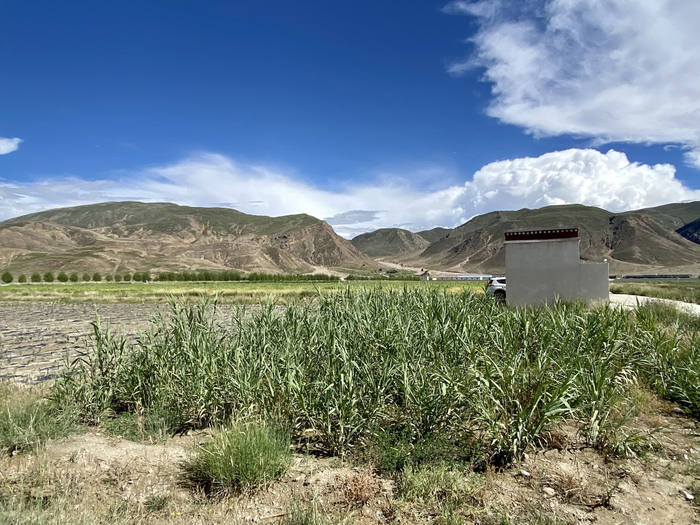 藏西旱地农业科学试验站内，在自然条件下生长近一年的皇竹草（央广网记者 唐奇云 摄）