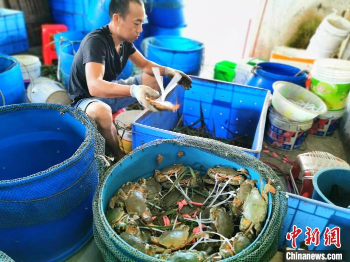 对青蟹进行挑选分类 李晓春 摄