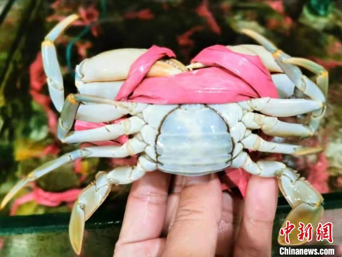 奄仔蟹中的“黑奄” 李晓春 摄