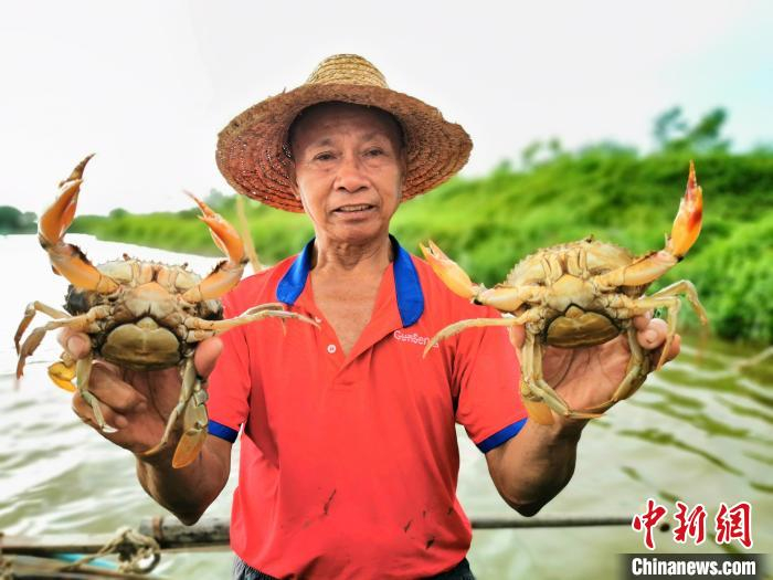 生猛而肥美的台山“蟹后” 李晓春 摄