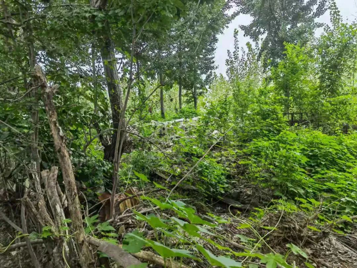  8月26日，沂河西岸。当年苏庆春的小屋已经被拆，杂草丛生。新京报记者 李照 摄