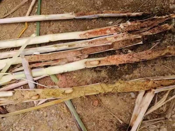 红棕象甲（锈色棕榈象）在甘蔗内部产卵孵化出幼虫（央广网发 欧阳岗摄）