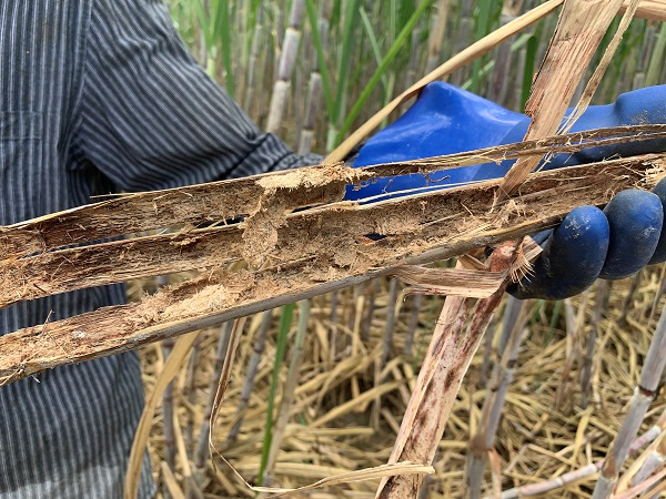 被红棕象甲（锈色棕榈象）啃食过的甘蔗内部（央广网发 欧阳岗摄）
