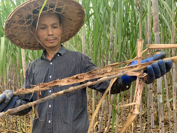 孔令奎拿起受虫害的甘蔗（央广网发 欧阳岗摄）