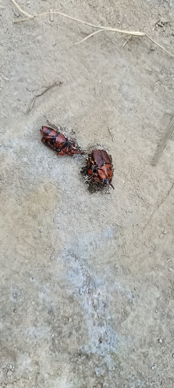 　红棕象甲（锈色棕榈象）成虫（央广网发 欧阳岗摄）