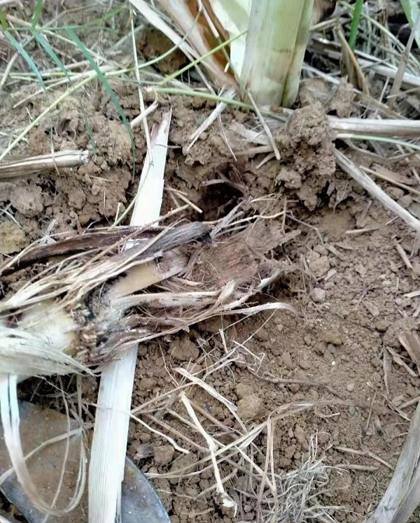 　　受虫害的甘蔗从根部已经烂掉（央广网发 欧阳岗摄）