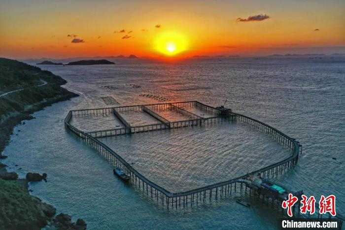 大陈岛大型铜网衣围海养殖大黄鱼 潘侃俊 摄