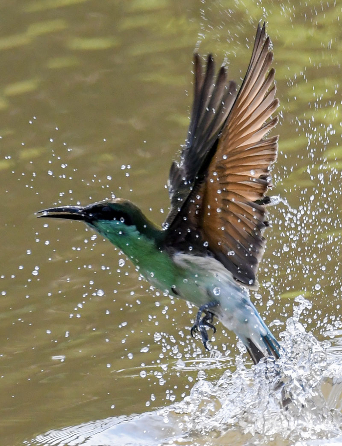 蓝喉蜂虎在水面觅食嬉戏