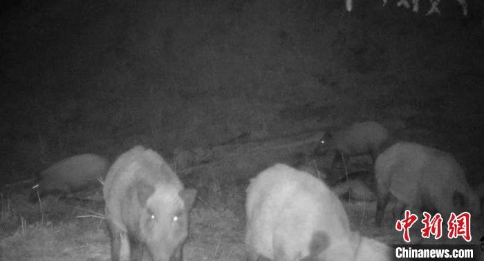 棕熊和野猪和谐进食画面。阿尔泰山国有林管理局福海分局提供